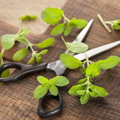 Organic marjoram