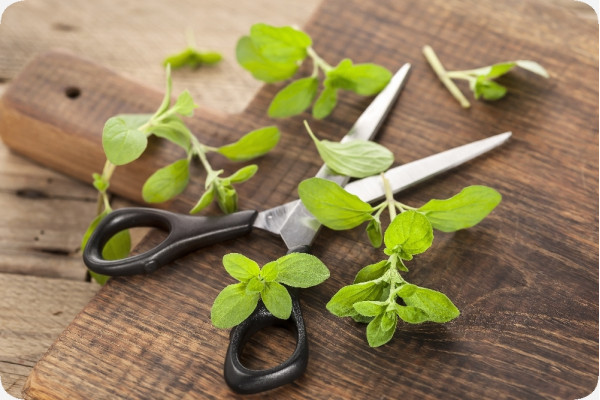 Organic marjoram