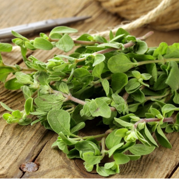 BIO - Oregano