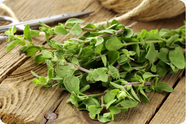 Organic oregano