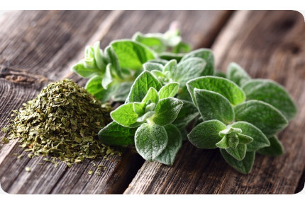 BIO - Oregano