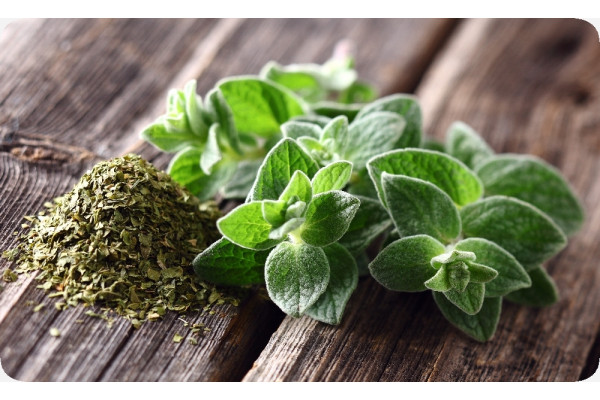Organic oregano