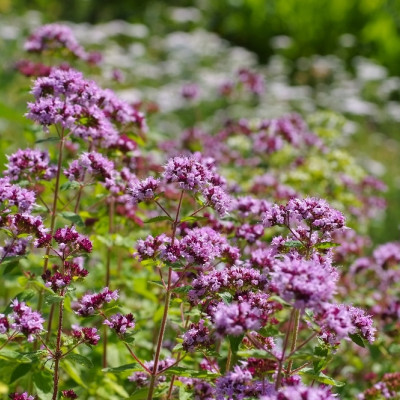 Organic oregano