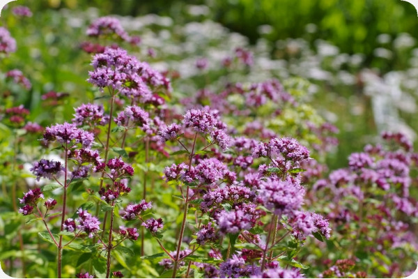 Organic oregano
