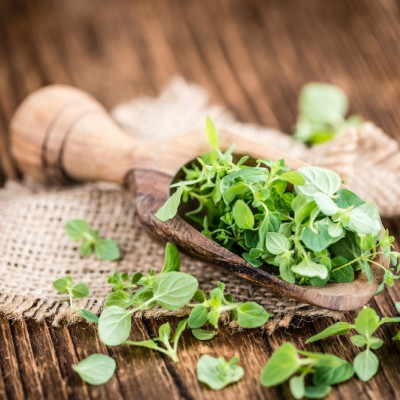 Organic oregano
