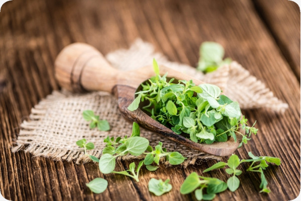 Organic oregano