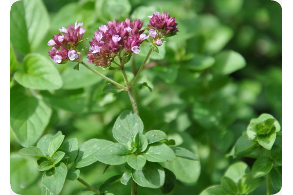 Organic oregano