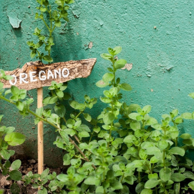 Organic oregano