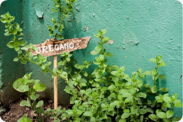 Organic oregano