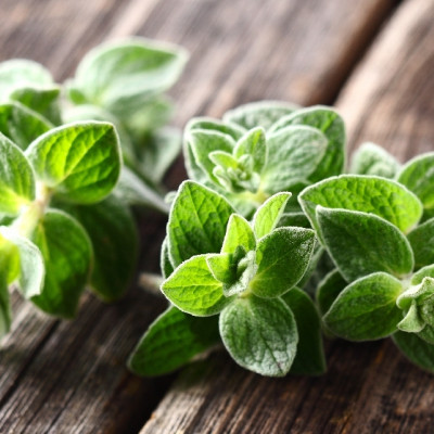 Organic oregano