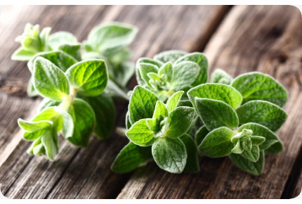 BIO - Oregano
