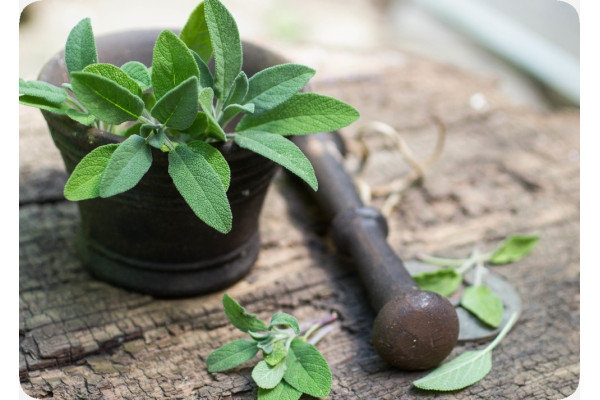 Organic sage