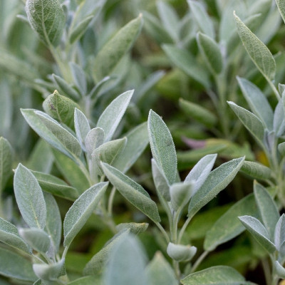 Organic sage