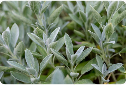 ORGANIC - Sage