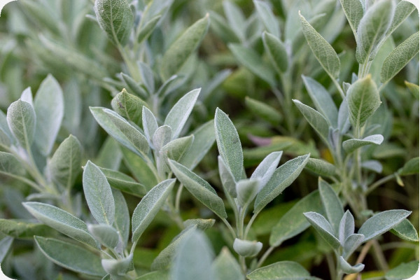 Organic sage