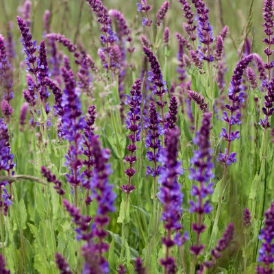 Organic sage