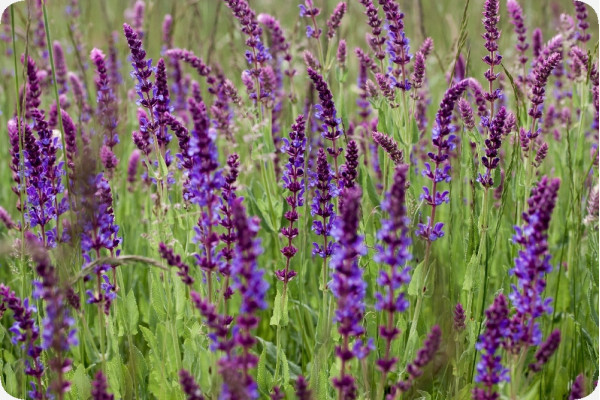 Organic sage