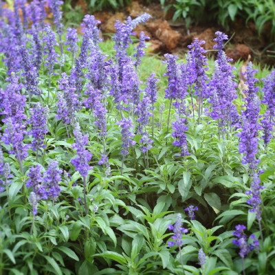 Organic sage