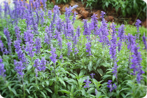Organic sage
