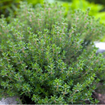 Organic thyme