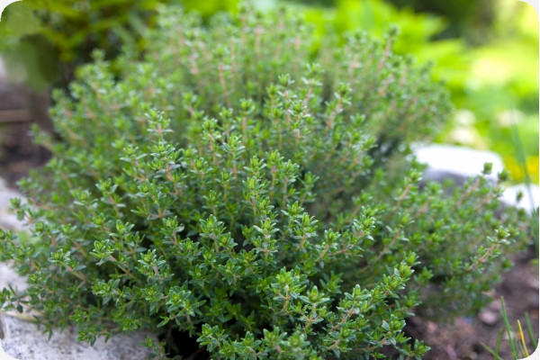 BIO - Thymian