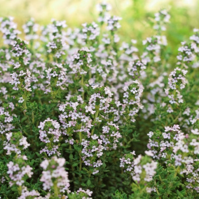 BIO - Thymian