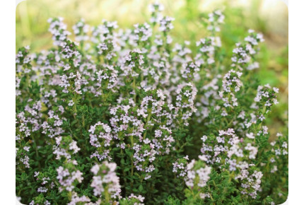 ORGANIC - Thyme