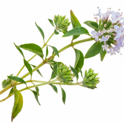 BIO - Thymian