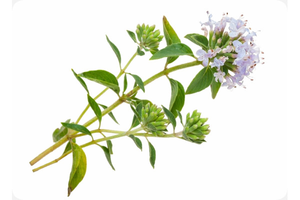 BIO - Thymian