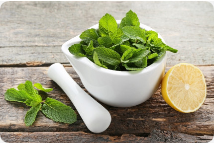 ORGANIC - lemon balm