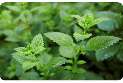ORGANIC - lemon balm