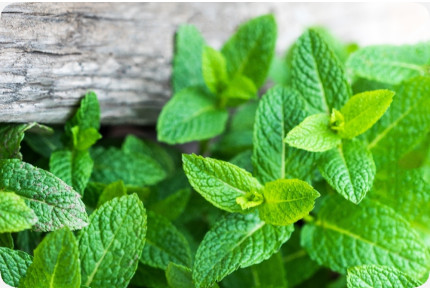ORGANIC - lemon balm