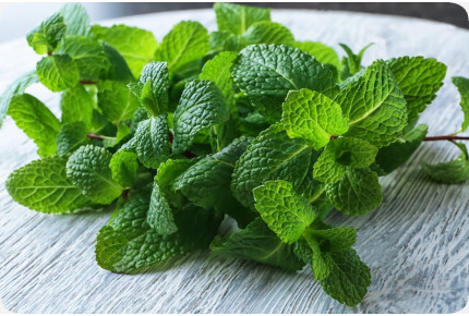 ORGANIC - lemon balm