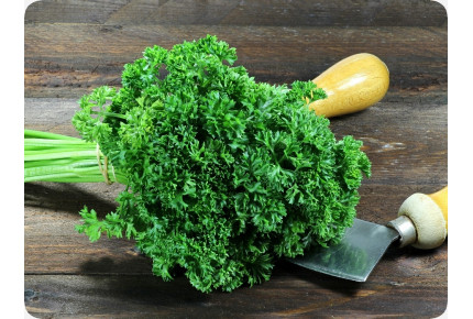 BIO - Krause Petersilie