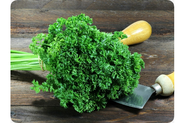 Organic curly parsley