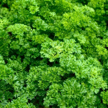 Organic curly parsley