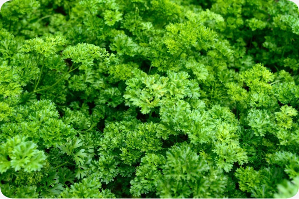 Organic curly parsley