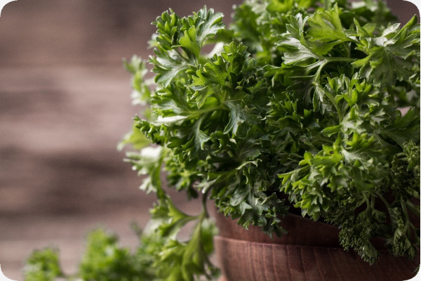 Organic curly parsley