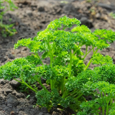 Organic curly parsley