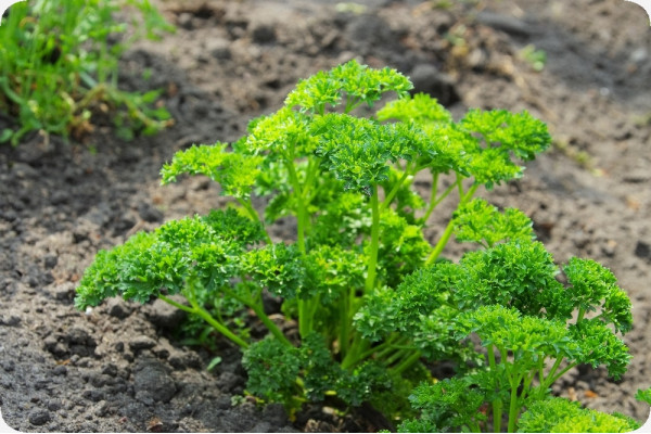 Organic curly parsley