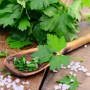 Organic - Flat-leaf parsley