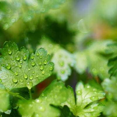 Organic - Flat-leaf parsley