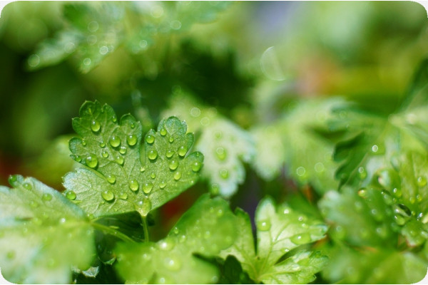 Organic - Flat-leaf parsley