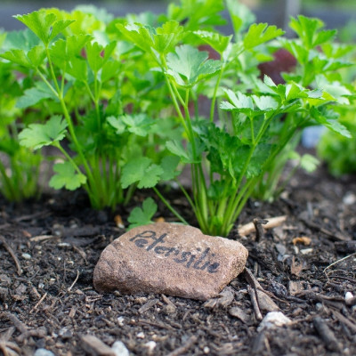 Organic - Flat-leaf parsley