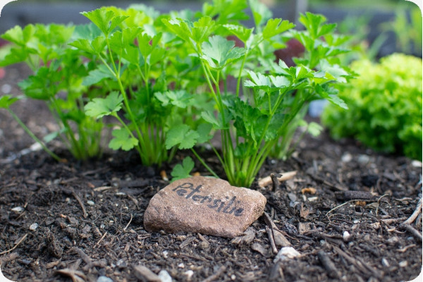 Organic - Flat-leaf parsley