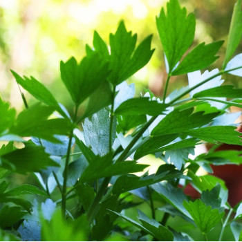 Organic - Lovage