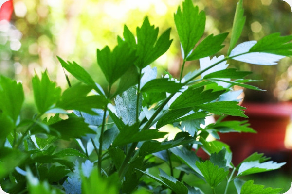 BIO - Liebstöckel
