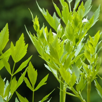 BIO - Liebstöckel
