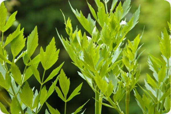 BIO - Liebstöckel