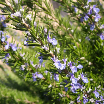 Organic rosemary